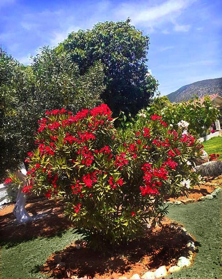 Villa Aelia - A Peaceful And Private Place อาร์กอสโตลี ภายนอก รูปภาพ